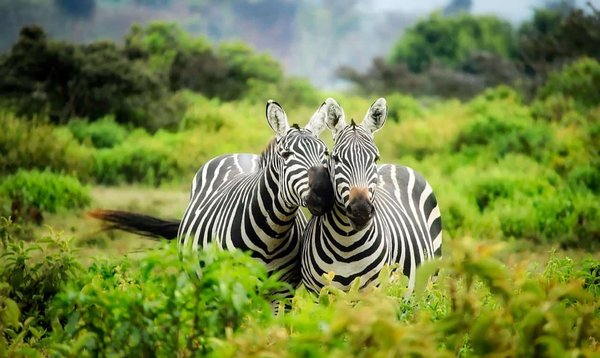 Peut-on trouver des locations dans des réserves naturelles permettant l'observation directe de la faune ?